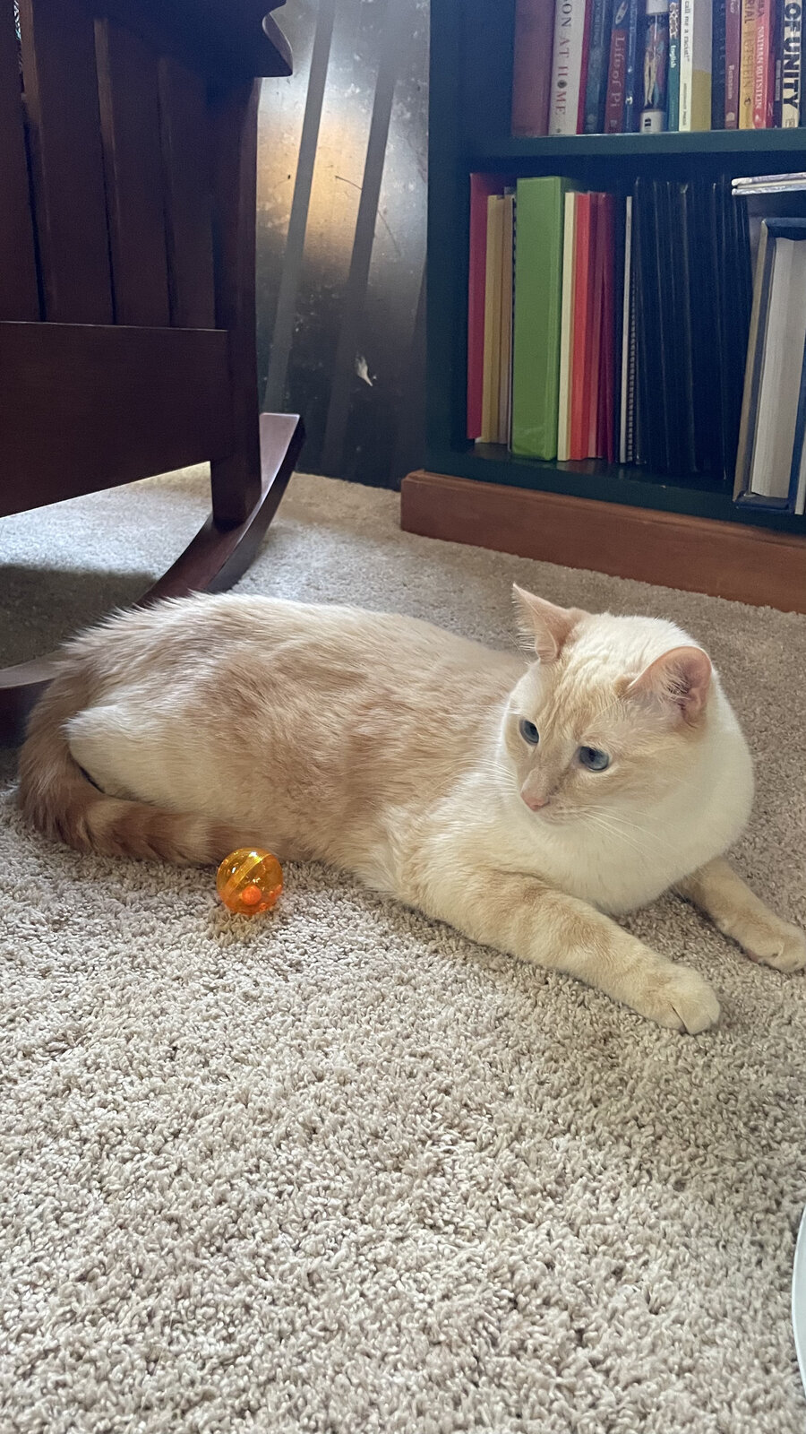 My cat